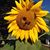 Joan Phelps Green's profile image