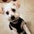 Carol Morris's profile image