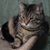 Elizabeth Peichl's profile image
