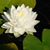 Ann Moore's profile image