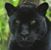 Crystal R Russell's profile image