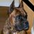 Dianne Buzas's profile image
