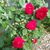 Sherry Overby's profile image