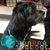 Joan Brown's profile image