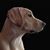 Jason Skoog's profile image