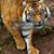Ranjan Panchal's profile image