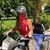 Rashayla Rodriguez's profile image