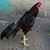Victor Canales's profile image