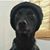 Kalonji Brown's profile image