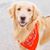 Ron Arigo's profile image