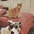 Donnita Aitchison's profile image