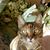 Chandra Miau's profile image