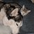 Missy Smith-Ashcraft's profile image