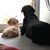 Susan Sheffer Hildebrand's profile image