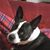 Virginia Davis Golden's profile image