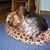 Bryan J. Pettit's profile image