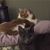 Debbie Singleton-Terhune's profile image