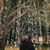Aisha Siddiqi's profile image