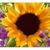 Janice Kamradt Boseke's profile image