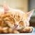 Judy Carlson's profile image