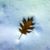 Tracy Keaton Drew's profile image
