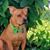 Holly Faulkner Duke's profile image