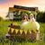 Chastity Owens Nickoles's profile image