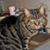 John Ricciardi's profile image