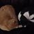 Chantal Archambault's profile image