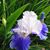 Diane Bartel Aldrich's profile image