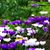 Cindy Carr-Watson's profile image