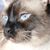 Kirsten Peterson Falteisek's profile image