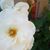 Roseanna S. Peñaloza's profile image