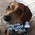 Janis C. Ardito's profile image