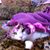 Deanna Campbell's profile image