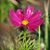 Nathalie Huard's profile image