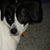 Joyce Hastings's profile image