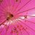 Honey Tee's profile image
