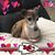 Teresa Young's profile image