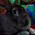 Rocco Peck's profile image
