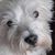 Susan Currie's profile image