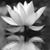 Alexis Oberdorfer's profile image