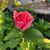 Debbi Abatti-Pearson's profile image