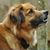 Carole Presberg's profile image