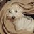 Greg Nugster Chester's profile image