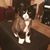 Claudia Collard Fairfax's profile image