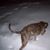 Radskie Koleva's profile image