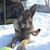 Hans Shepherd's profile image