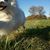 Susanna Ska's profile image