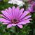 Nichole Smith's profile image